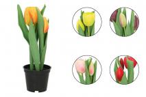 Tulipany w osłonce 3gł. 22cm