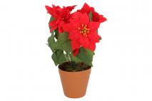 Poisencja w doniczce 30cmx21cm