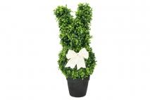 Bukszpan w doniczce 45cm